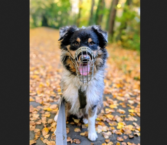 Familie war überfordert: Tierheim Unna sucht hundeerfahrene Menschen für Mix-Rüden Pumba