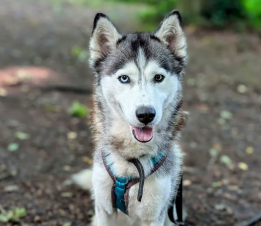 Nisha wartet im Tierheim auf Husky-Kenner – Sie braucht Geduld, Sicherheit und klare Strukturen