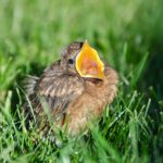 Nestling oder Ästling? NABU Kreis Unna bittet: Grundsätzlich erst einmal Hände weg von Jungvögeln!