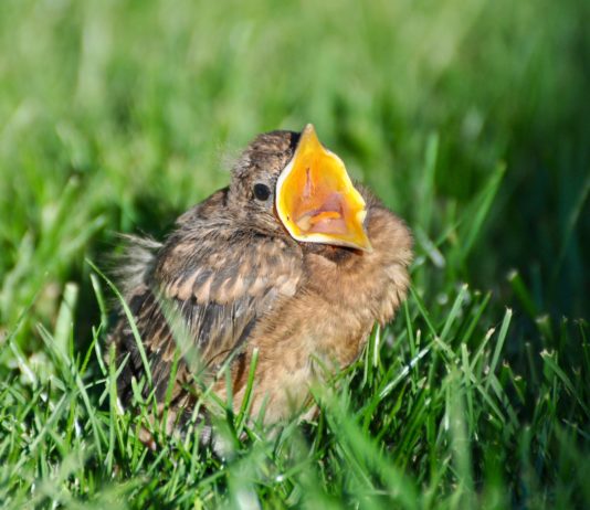 Nestling oder Ästling? NABU Kreis Unna bittet: Grundsätzlich erst einmal Hände weg von Jungvögeln!