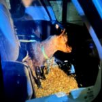 Tierische Überraschung bei Verkehrskontrolle in Lünen