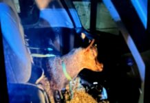 Tierische Überraschung bei Verkehrskontrolle in Lünen
