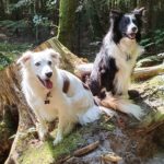 „Immer mehr Hunde mit Verhaltensproblemen“ – Hundetherapeutin aus dem Kreis Unna sucht dringend Außengelände