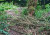 Stadt Unna kritisiert illegale Grünschnitt-Entsorgungen – etwa im Kurpark