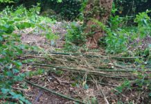 Stadt Unna kritisiert illegale Grünschnitt-Entsorgungen – etwa im Kurpark