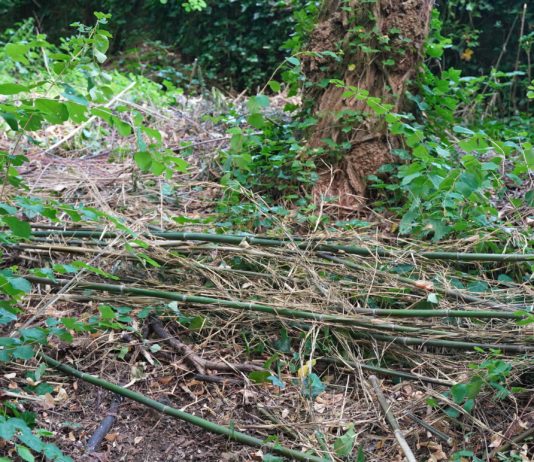 Stadt Unna kritisiert illegale Grünschnitt-Entsorgungen – etwa im Kurpark