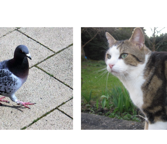 Tag der offenen Tür am Weltkatzentag – Tierschutzverein Unna informiert zugleich über Einsatz für Stadttauben