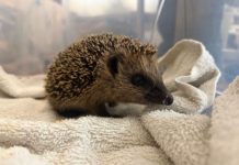 Stacheliger Großeinsatz in Lünen: Veterinäramt sichert 130 Igel aus Auffangstation