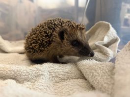 Stacheliger Großeinsatz in Lünen: Veterinäramt sichert 130 Igel aus Auffangstation