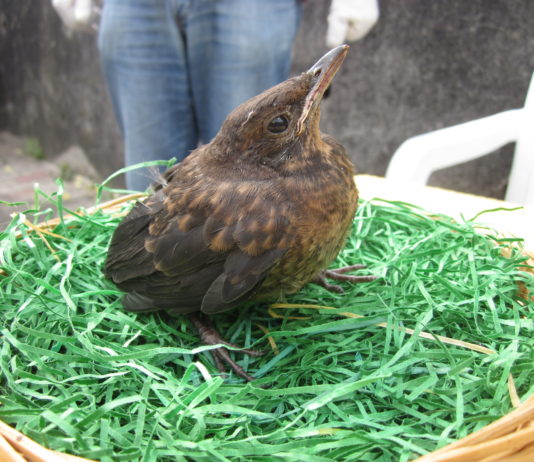 Beschimpft, Fotos toter Tiere geschickt – Tierschutzverein Unna stellt Notfalltelefon für Vögel und Wildtiere ein