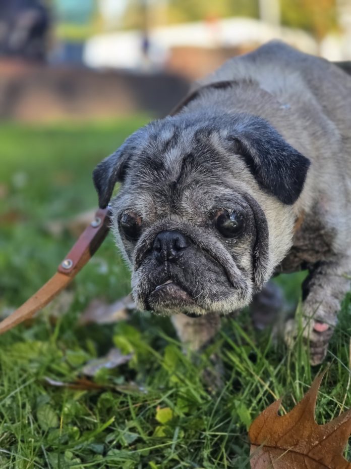 aufgefundener Hund